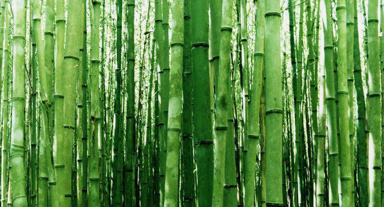 ¿Cómo tomar recortes de bambú?