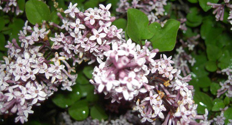 ¿Cómo podar los arbustos de lilas enanos?