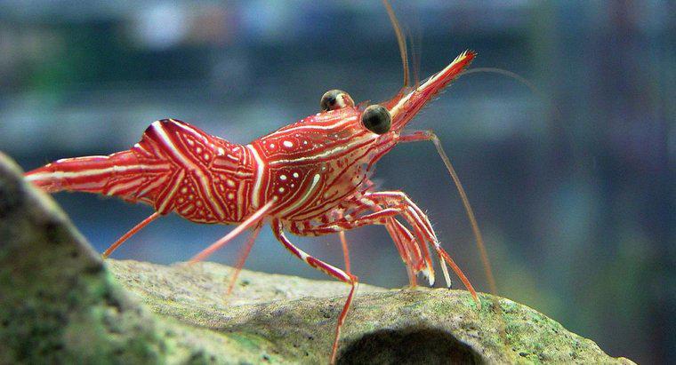 ¿Cuáles son las adaptaciones de camarón?