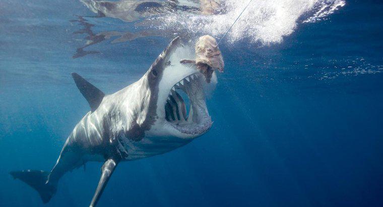 ¿Cómo se protege un gran tiburón blanco?