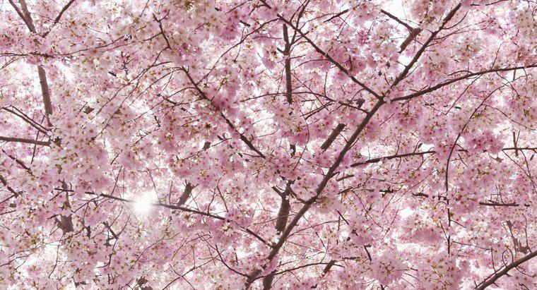 ¿Cuál es el significado de la flor de cerezo?