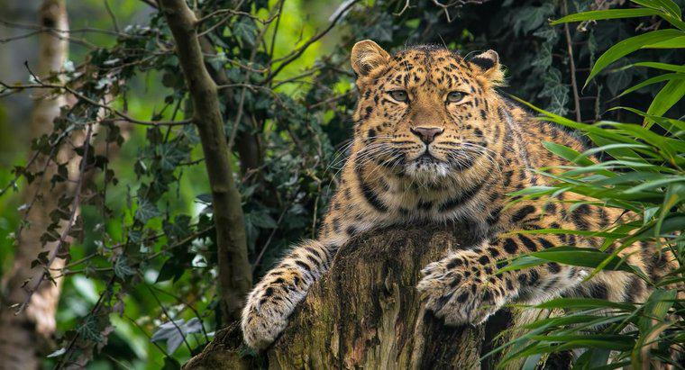 ¿Cuáles son algunos hechos sobre el leopardo de Amur?