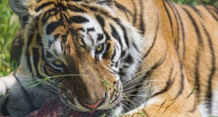 ¿Qué comen los tigres siberianos?