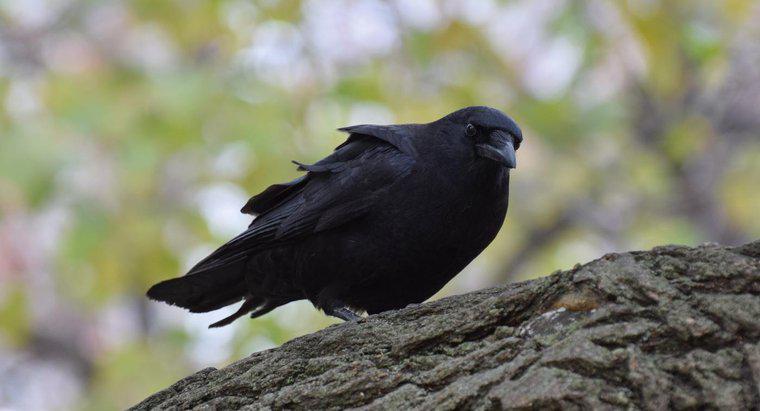¿Qué simboliza un cuervo negro?