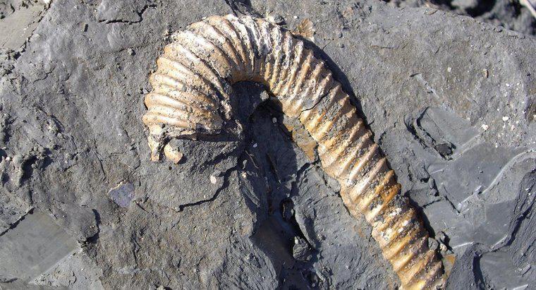¿Por qué son importantes los fósiles?