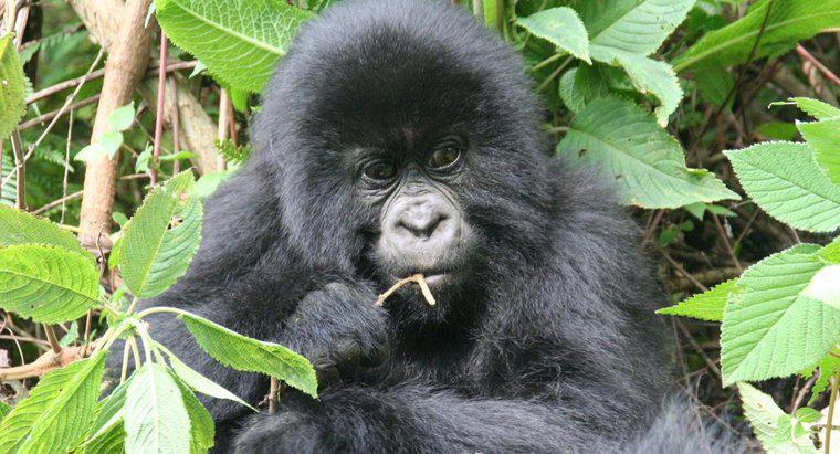 ¿Cómo se adaptan los gorilas a su entorno?
