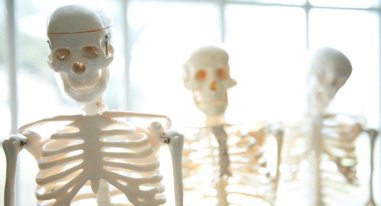 ¿Cuáles son las funciones del esqueleto humano?