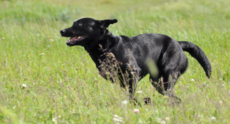 ¿Qué tan rápido se ejecutan Labrador Retrievers?