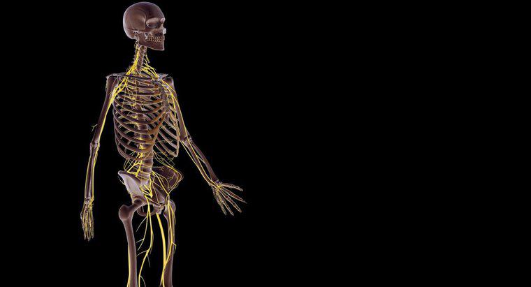 ¿Cómo funciona el sistema nervioso con otros sistemas del cuerpo?