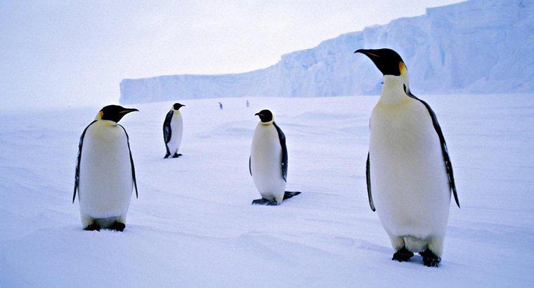 ¿Por qué los pingüinos viven en la Antártida?