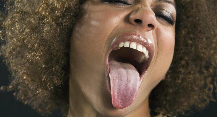¿Es la lengua un sistema de tejido, órgano u órgano?