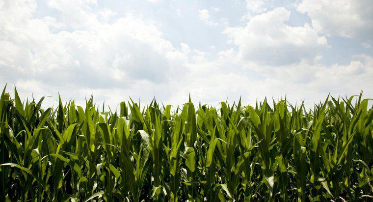 ¿Cuál es la importancia económica del maíz?