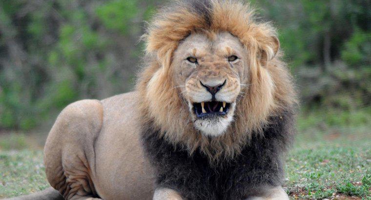 ¿Cuál es el peso promedio de un león macho?