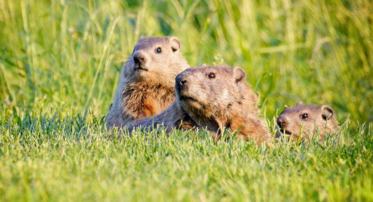¿Cuál es la diferencia entre un Groundhog, un Gopher y una Woodchuck?