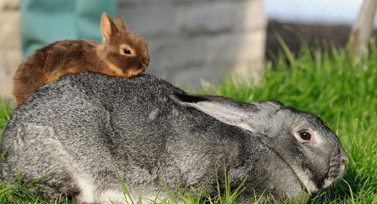 ¿Cuál es la raza de conejo más pequeña?