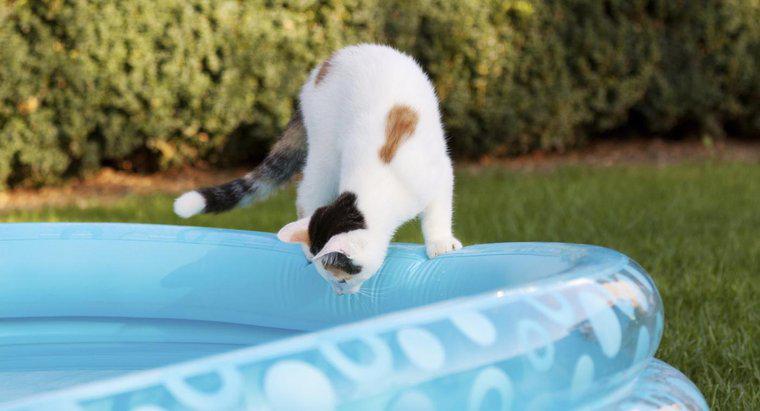 ¿Pueden los gatos de casa nadar?