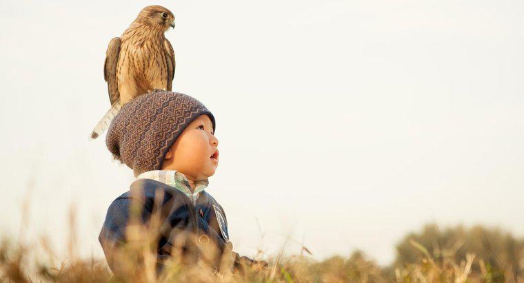 ¿Cuál es la diferencia entre águilas, halcones y halcones?