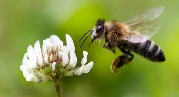 ¿Por qué es importante que las abejas se estén muriendo?
