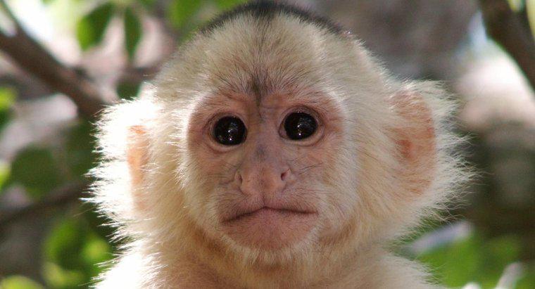 ¿Cuál es el nombre científico de un mono?