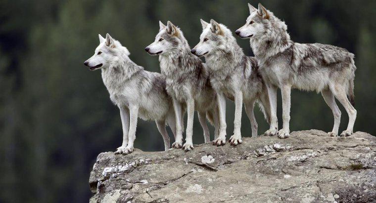 ¿Cuáles son algunos hechos interesantes sobre los lobos grises?