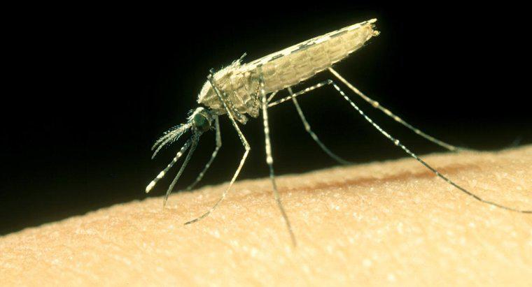 ¿Cómo se trata una picadura de mosquito?