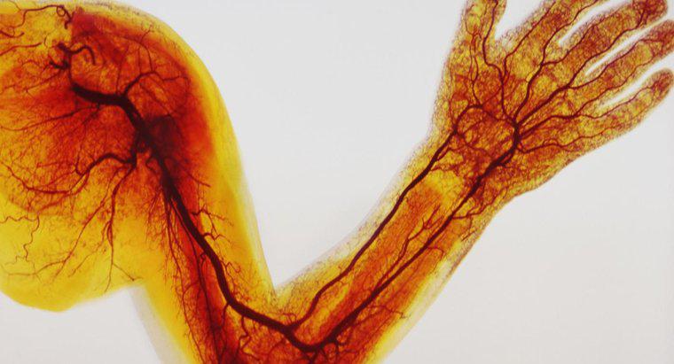 ¿Cuál es la diferencia entre venas, arterias y capilares?