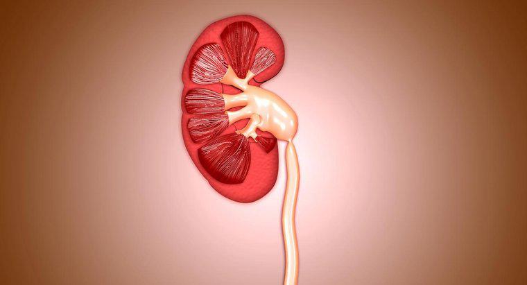 ¿Cuál es el tamaño de un riñón normal?