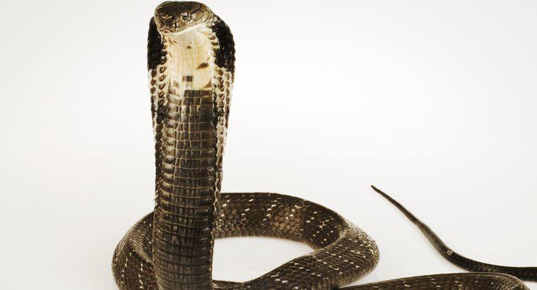 ¿Cuál es el comportamiento de un rey cobra?
