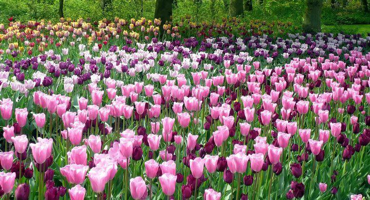 ¿Con qué frecuencia se riega los tulipanes?
