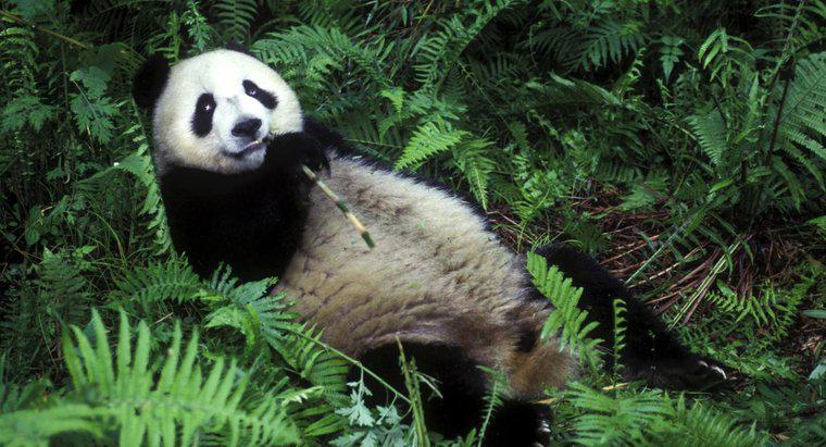 ¿Por qué los pandas comen bambú?