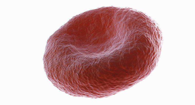 ¿Por qué las células sanguíneas rojas son bicicavas?