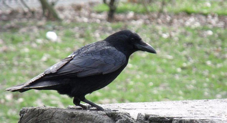 ¿Cuál es la vida útil de un cuervo negro?