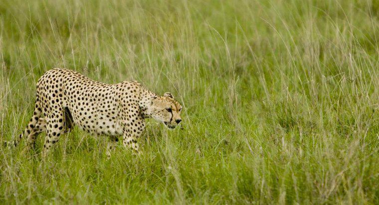 ¿Cómo sobreviven los guepardos en la naturaleza?