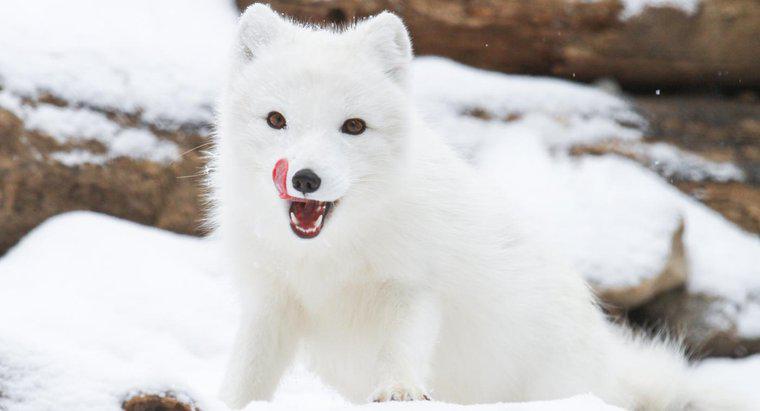 ¿Dónde viven los zorros árticos?
