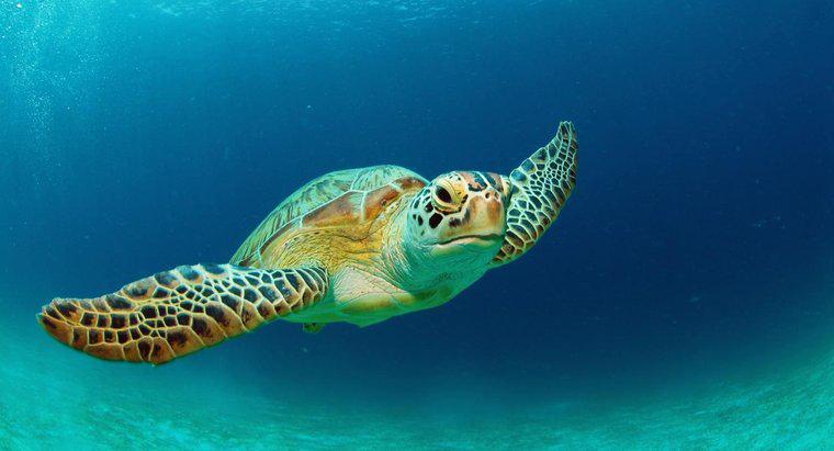 ¿Cuánto tiempo viven las tortugas?