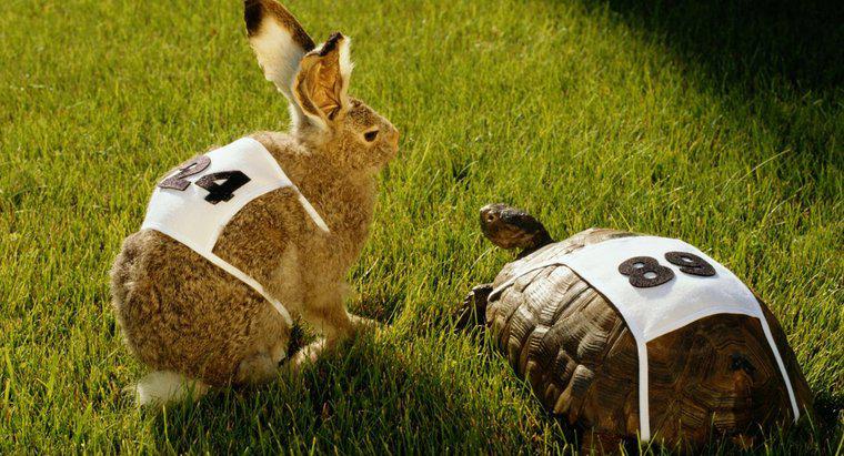 ¿Cuál es la lección moral de la historia sobre la raza de conejos y tortugas?