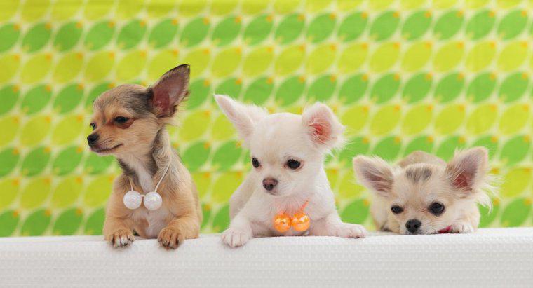 ¿Cuándo los cachorros de Chihuahua abren sus ojos?