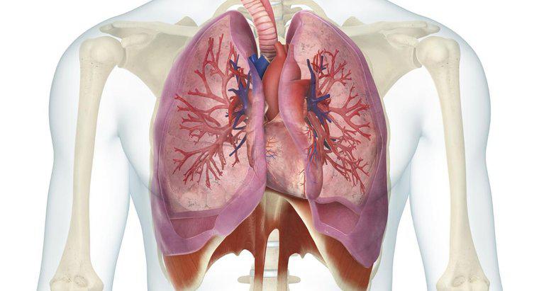 ¿Cuál es la relación entre el corazón y los pulmones?