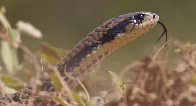 ¿Son peligrosas las serpientes de pollo?