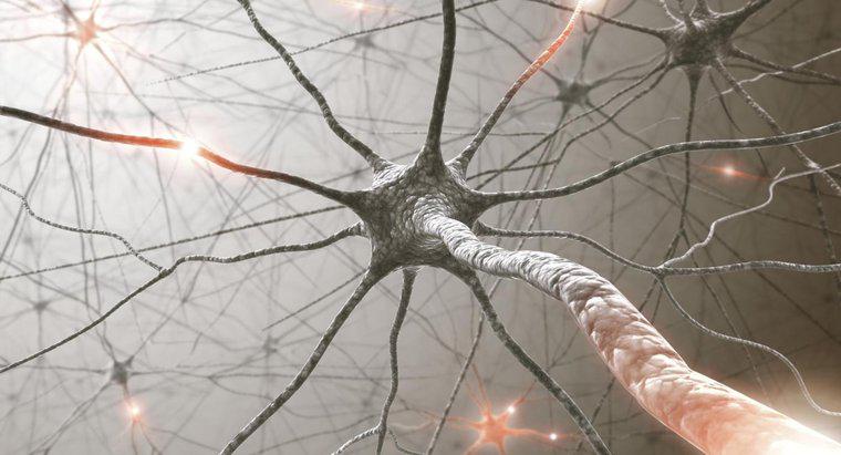 ¿Cuántos nervios tenemos en nuestros cuerpos?