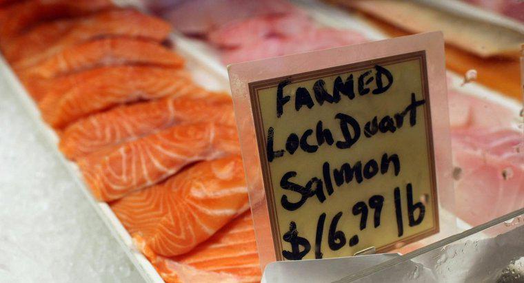 ¿Está engordando el salmón?