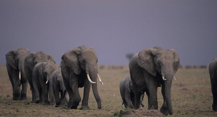 ¿Emigran los elefantes?
