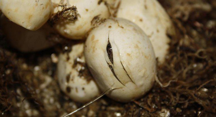 ¿Cuánto tiempo se tarda en incubar los huevos de serpiente?