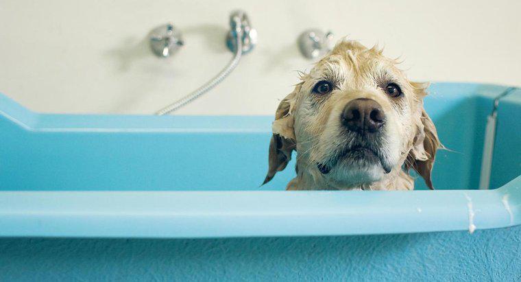 ¿Cuánto tiempo después de que una perra da a luz es seguro bañarla?