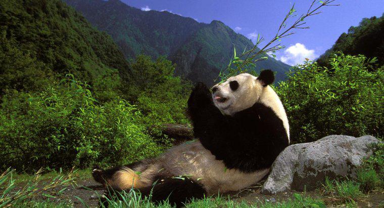 ¿Cuáles son algunos hechos divertidos acerca de Pandas?