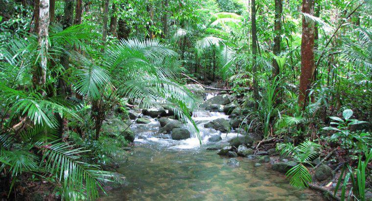 ¿Qué son las formas de relieve de la selva tropical?