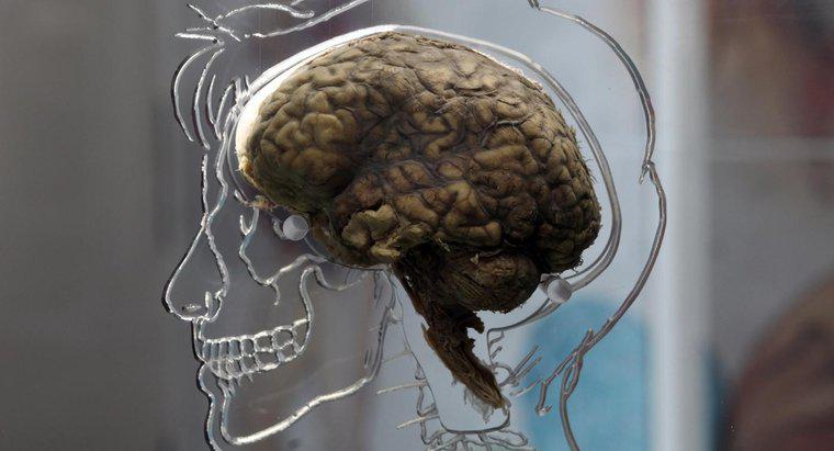 ¿Por qué los psicólogos estudian el cerebro y el sistema nervioso?