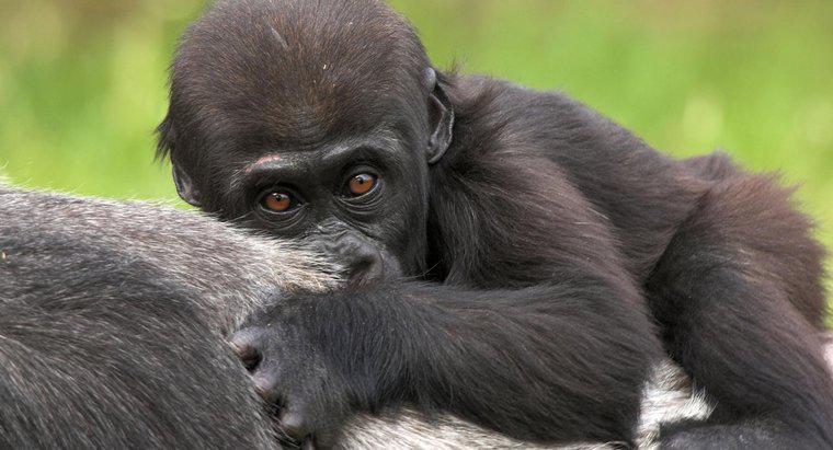 ¿Cómo se llama un bebé gorila?
