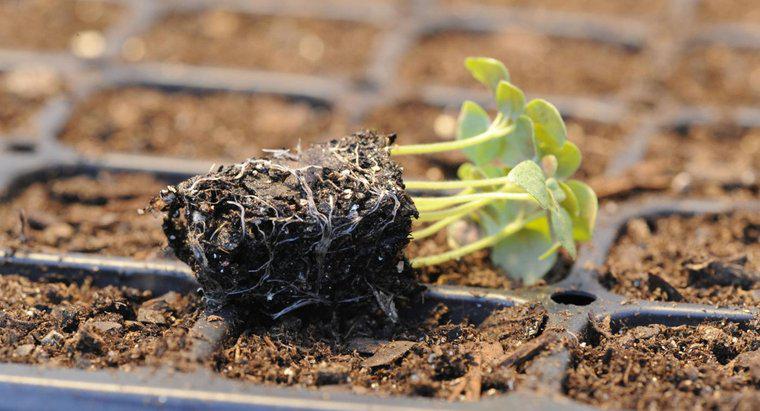 ¿Qué es el proceso de germinación de semillas?