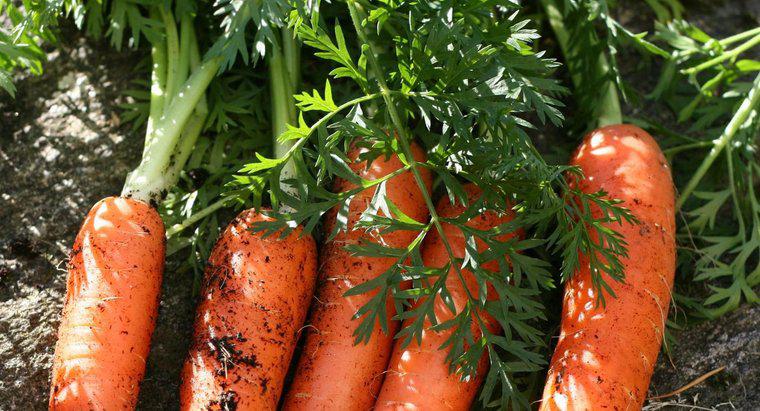 ¿Cómo se reproducen las zanahorias?